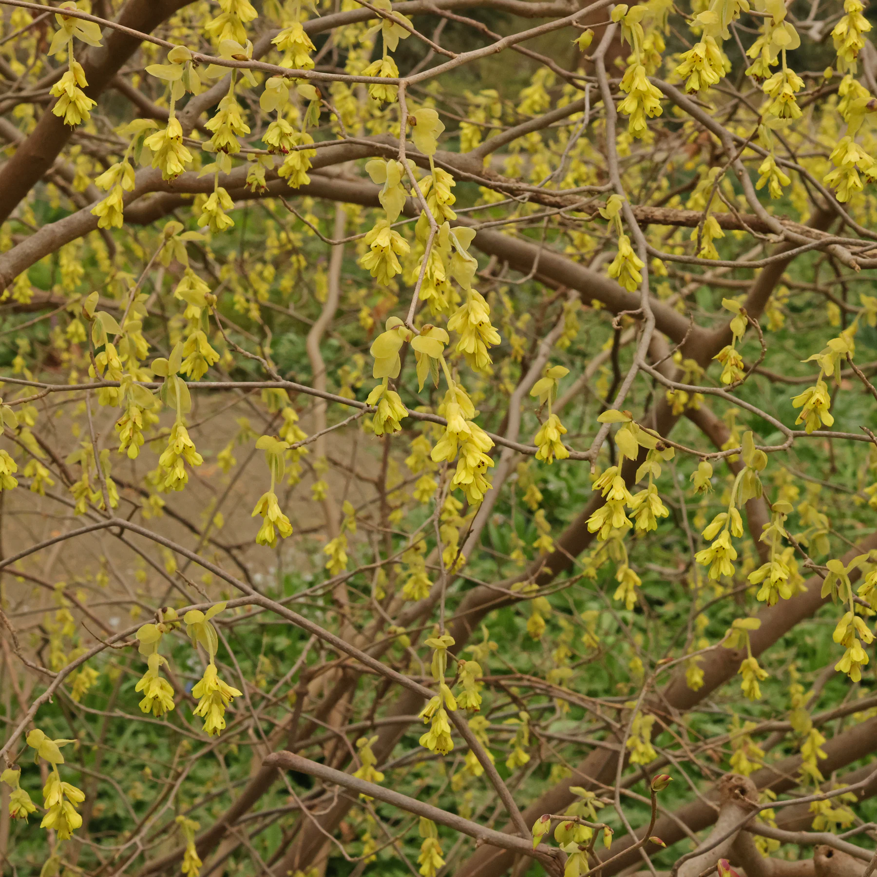 Scheinhasel Blüten Corylopsis spicata