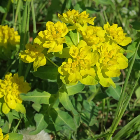 Euphorbia epithymoides Vielfarbige Wolfsmilch
