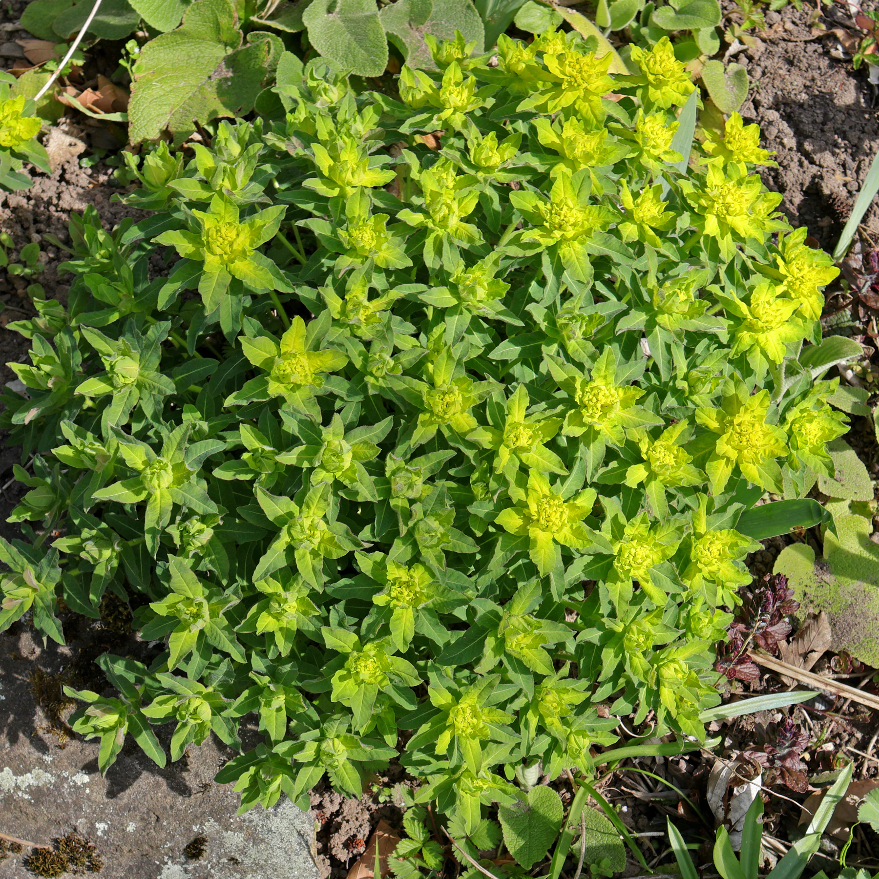 Euphorbia epithymoides