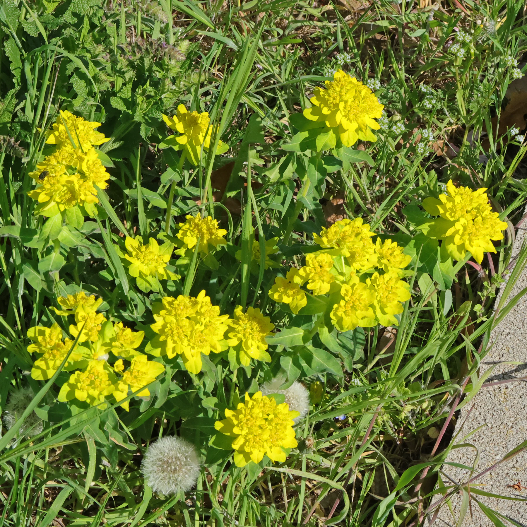 Vielfarbige Wolfsmilch