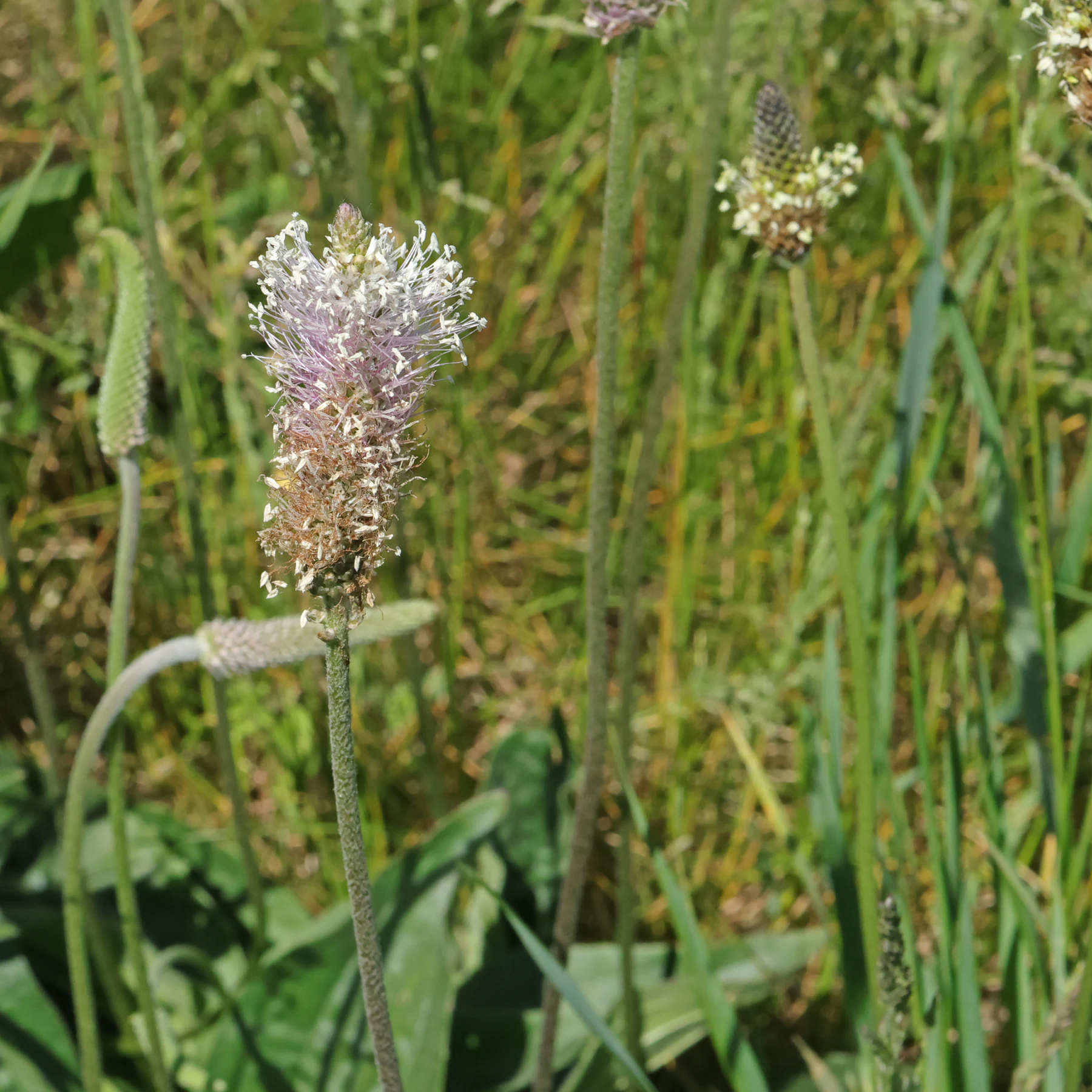 Mittlerer Wegerich & Spitzwegerich
