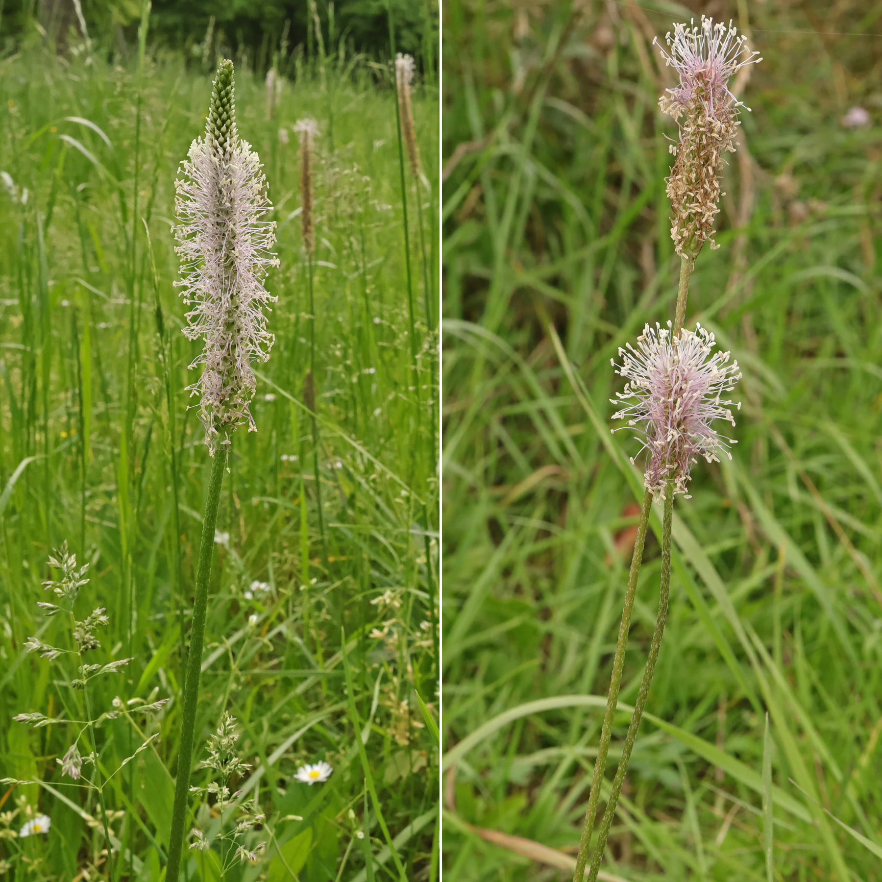 Mittlerer Wegerich in Wiese