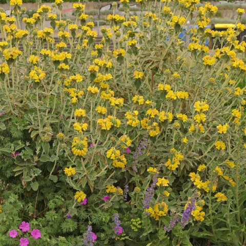 Phlomis fruticosa Strauchiges Brandkraut