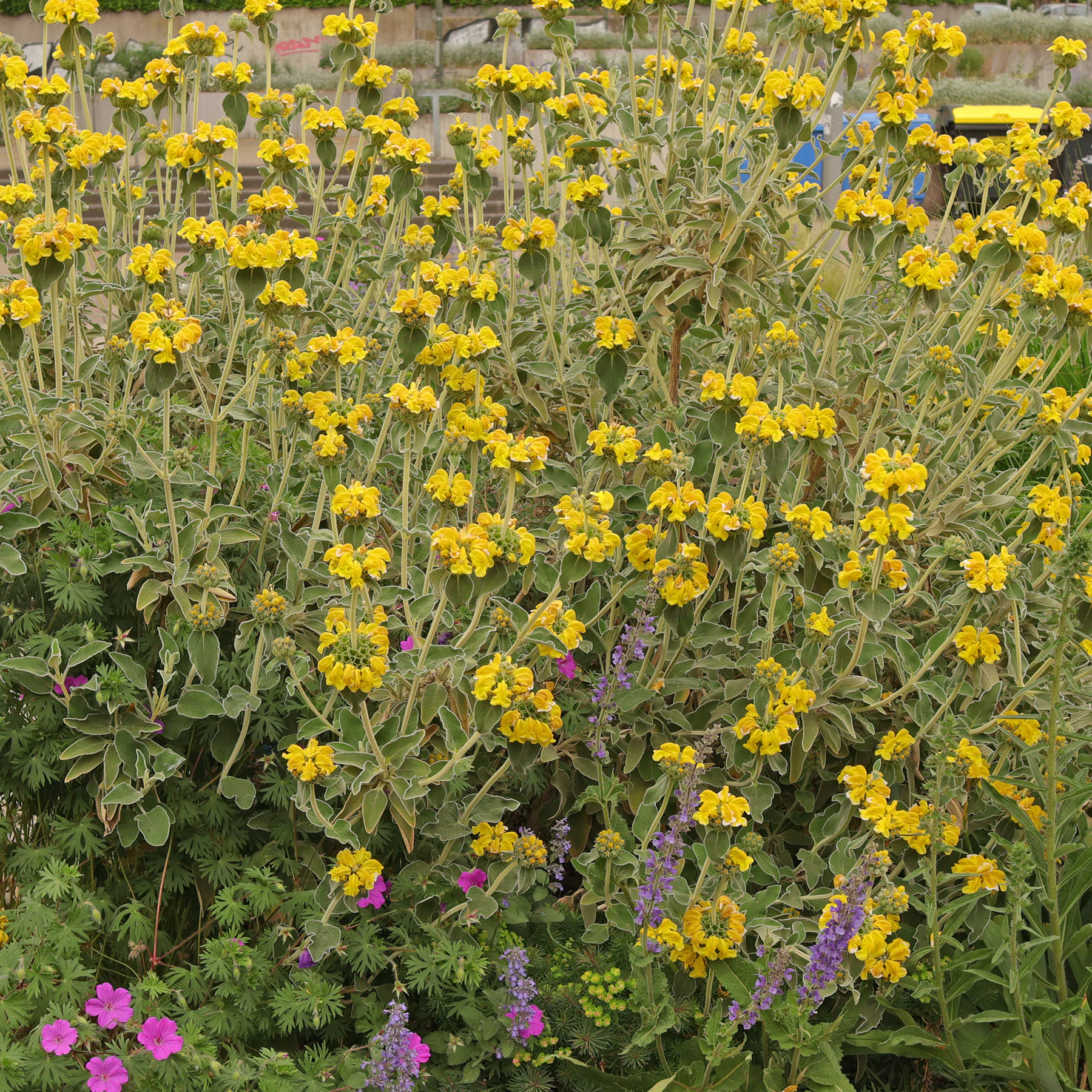 Phlomis fruticosa Strauchiges Brandkraut