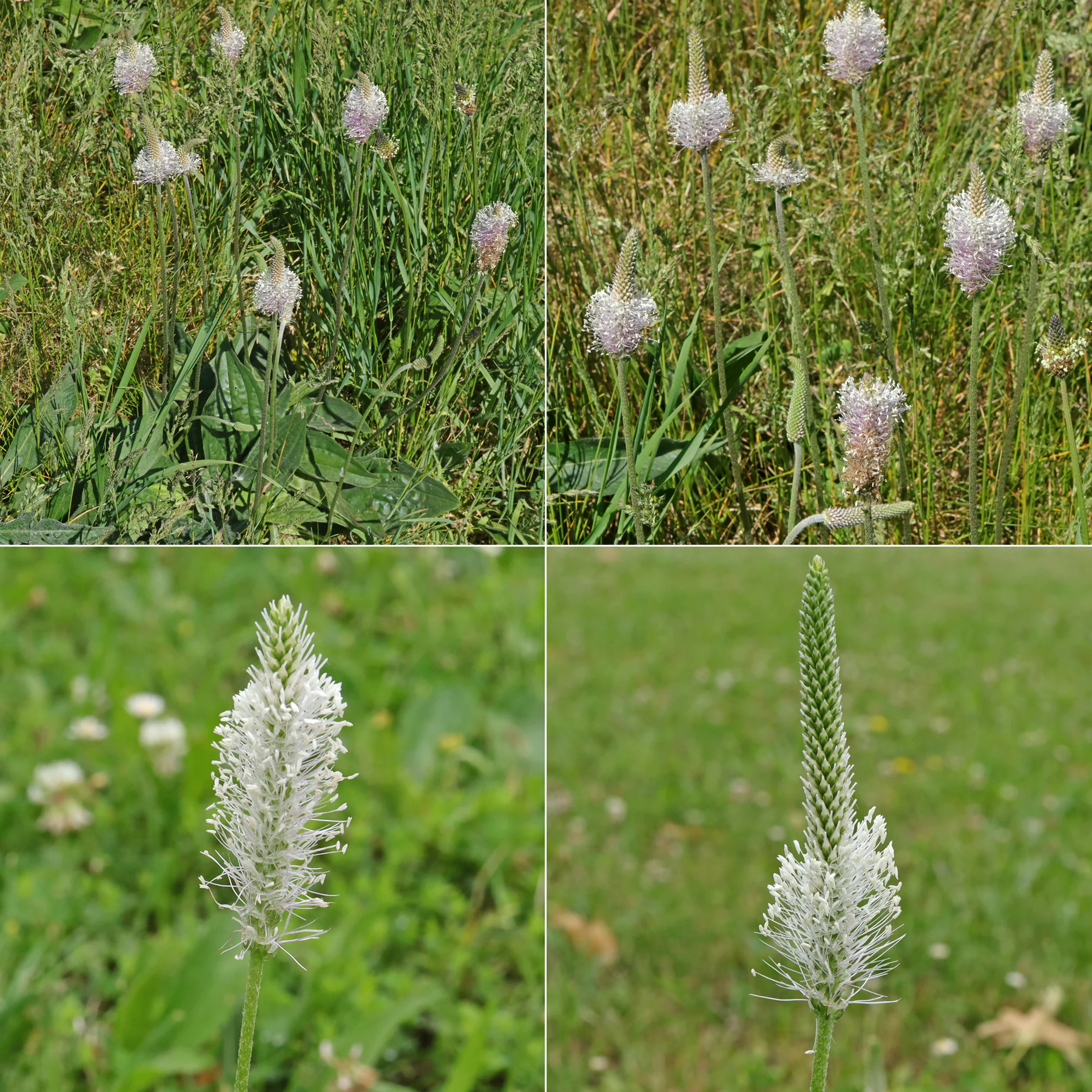 Plantago media Mittlerer Wegerich