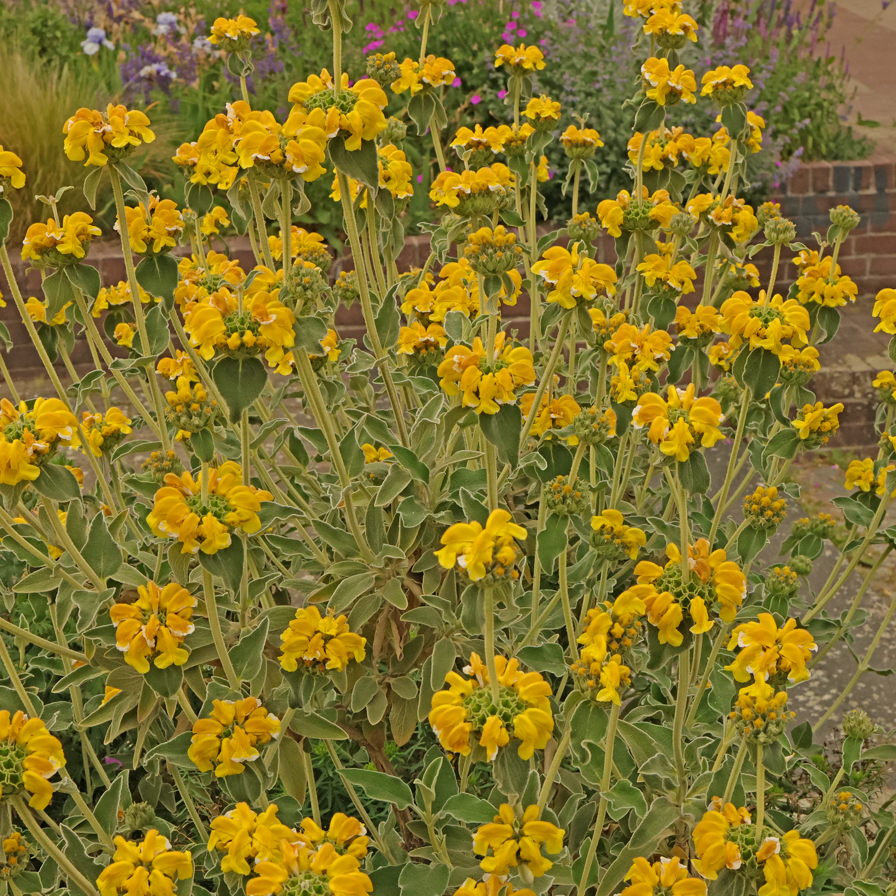 Strauchiges Brandkraut